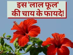 वेट लॉस में बेहद कारगर है इस लाल फूल की चाय, रोजाना पीने से तनाव भी रहेगा कोसों दूर