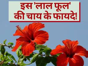 वेट लॉस में बेहद कारगर है इस लाल फूल की चाय, रोजाना पीने से तनाव भी रहेगा कोसों दूर
