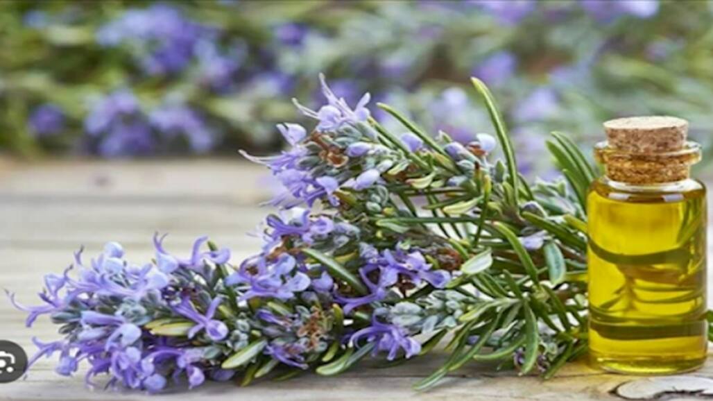 How Do You Make Coconut Hair Oil With Aloe Vera And Curry Leaves?