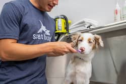 Importance Of Regular Check-Ups: Role Of Routine Veterinary Visits In Preventing Pet's Dental Issues