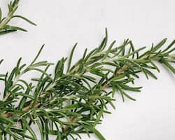 Does Drinking Rosemary Tea Promote Hair Growth?