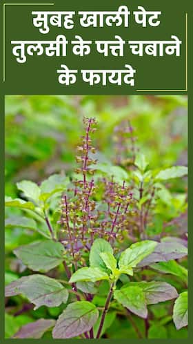 सुबह खाली पेट तुलसी के पत्ते चबाने से दूर होंगी ये 8 बीमारियां