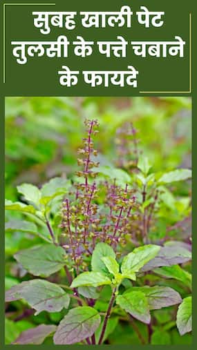 सुबह खाली पेट तुलसी के पत्ते चबाने से दूर होंगी ये 8 बीमारियां