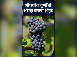 काले अंगूर से जुड़े सेहत के 7 लाभ