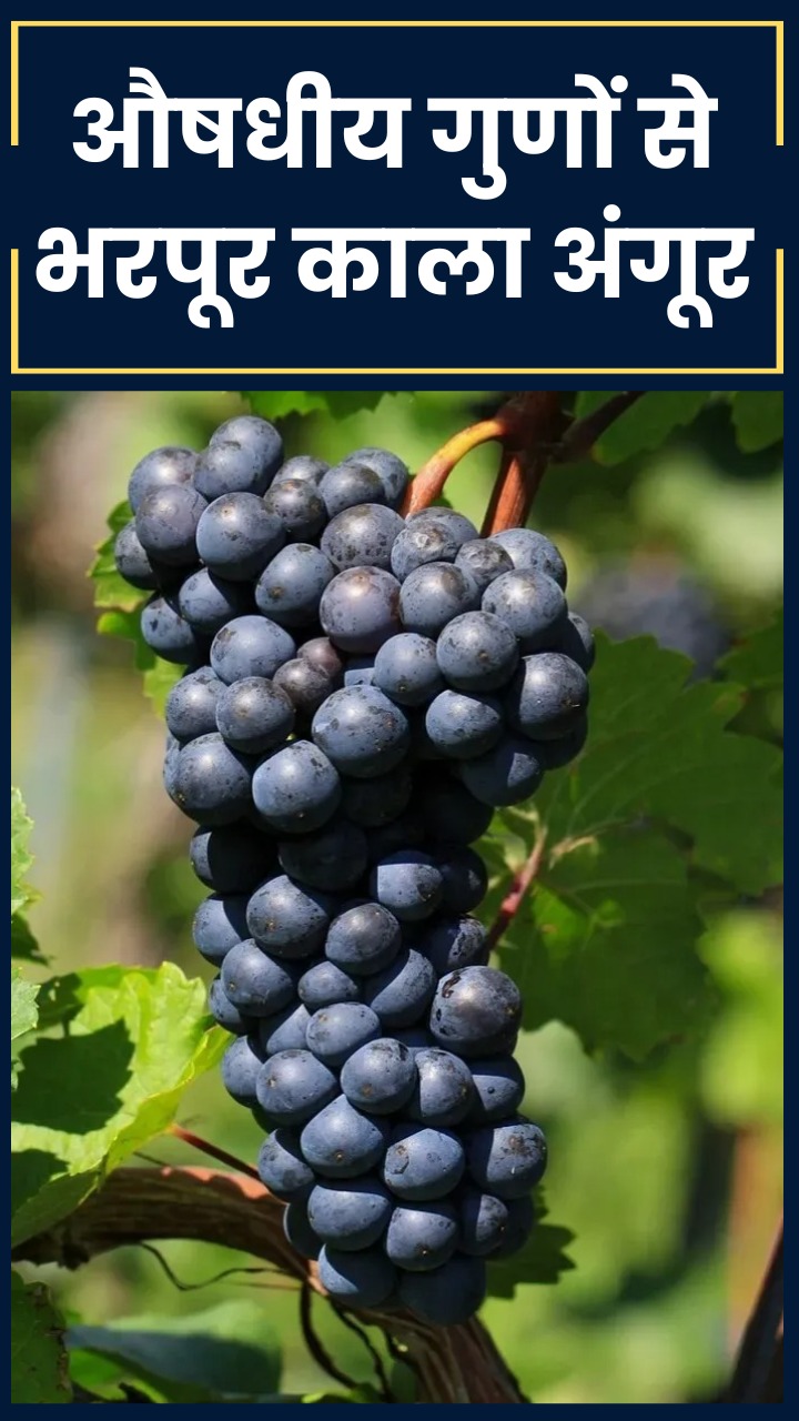 рдХрд╛рд▓реЗ рдЕрдВрдЧреВрд░ рд╕реЗ рдЬреБреЬреЗ рд╕реЗрд╣рдд рдХреЗ 7 рд▓рд╛рдн