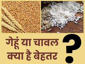 वेट लॉस लिए चावल खाएं या गेहूं? जानिए इन अनाजों में क्या हैं पोषक तत्व