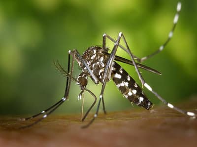 Fear Of Asian Tiger Mosquito Aedes Albopictus Looms In Paris: Know More ...