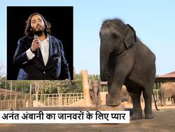 अनंत अंबानी के वंतारा में जानवरों की हेल्थ का रखा जाता है खास ध्यान, जंगली जानवरों के लिए विशेष सुविधाएं
