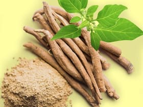 सोने से पहले मुंह में अश्वगंधा रखने के हैं 100 लाभ, इस क्रोनिक बीमारी से मिल जाएगा हमेशा के लिए छुटकारा