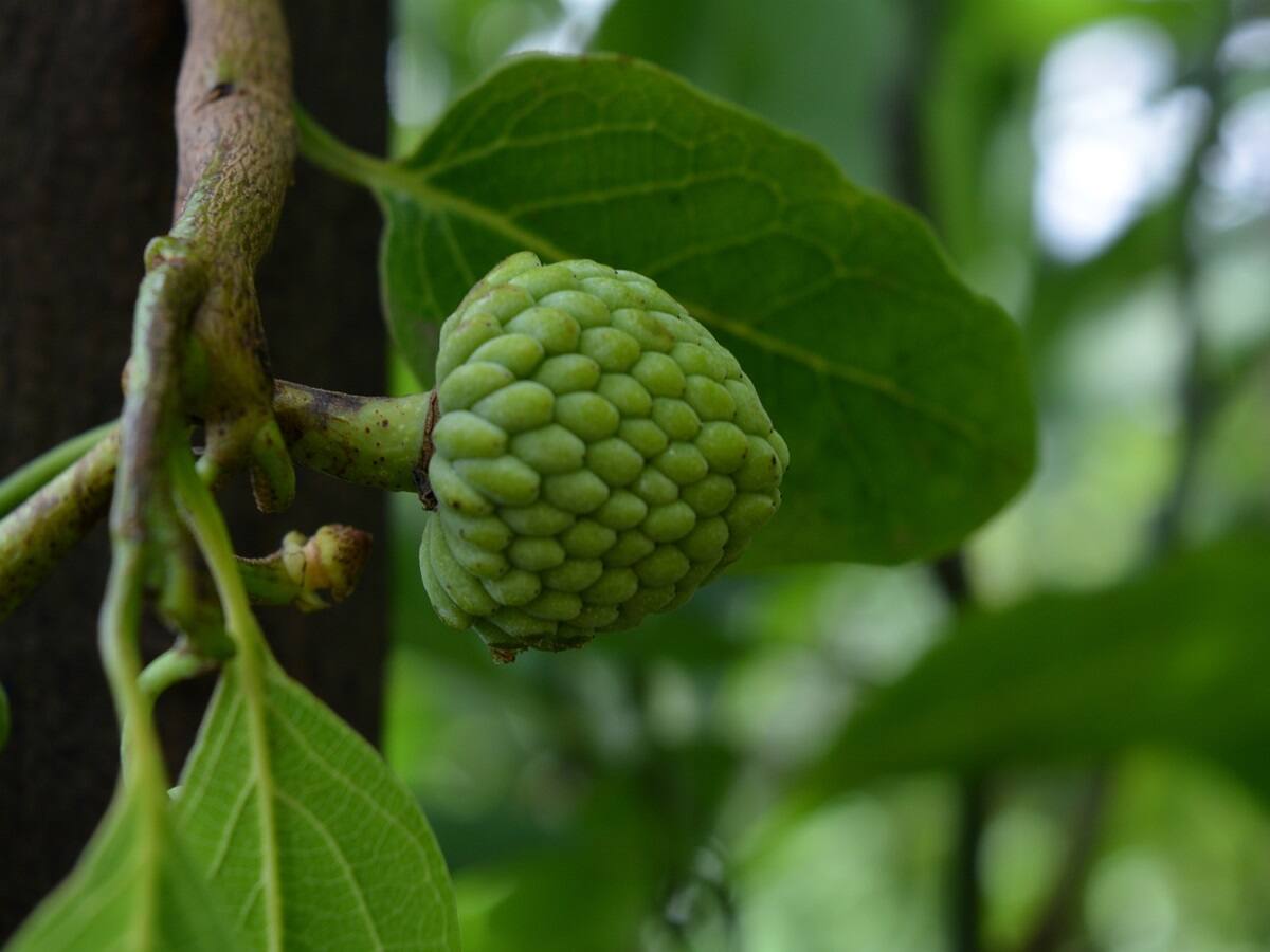 Unlocking Cherimoya's Health Secrets: 7 Benefits Of Adding It To Your Diet - Vimarsana News