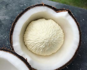 Nariyal Ke Phool: 10 Health Benefits Of Coconut Flower Nariyal Ke Phool: 10 Health Benefits Of Coconut Flower