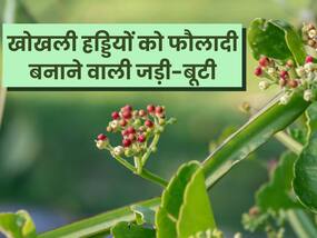टूटी-फूटी हड्डियों को जोड़ने की दवा है हड़जोड़, ये भी हैं इस आयुर्वेदिक हर्ब के फायदे टूटी-फूटी हड्डियों को जोड़ने की दवा है हड़जोड़, ये भी हैं इस आयुर्वेदिक हर्ब के फायदे
