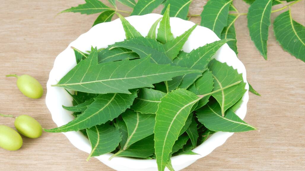 Turmeric And Neem On Empty Stomach: What Does Neem And Turmeric Do To Your Body?
