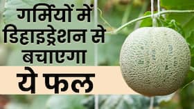 Muskmelon Benefits in Summer: गर्मी में खरबूजा खाने से नहीं हो ये समस्या Muskmelon Benefits in Summer: गर्मी में खरबूजा खाने से नहीं हो ये समस्या