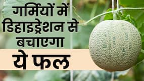 Muskmelon Benefits in Summer: गर्मी में खरबूजा खाने से नहीं हो ये समस्या