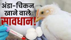 Bird Flu Symptoms: तेजी से फैल रहा है बर्ड फ्लू, जानें इसके लक्षण और कैसे करें बचाव?