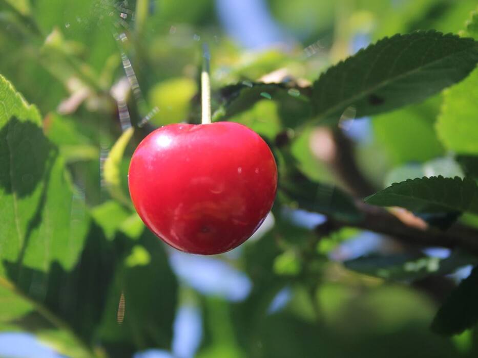 5 Excellent Foods To Boost Melatonin Levels Naturally And Sleep Better At Night
