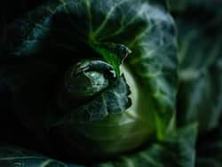 From Garden to Health: Top 5 Green Leaves for People with Diabetes