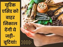 जोड़ों से सारा यूरिक एसिड निचोड़ देंगी ये आयुर्वेदिक जड़ी-बूटियां, जॉइंट्स पेन से तुरंत मिलेगी निजात