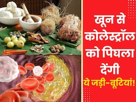 खून में जमे कोलेस्ट्रॉल को पिघलाकर बाहर फेंक देगी ये 5 जड़ी-बूटियां, हार्ट अटैक का खतरा भी होगा कम