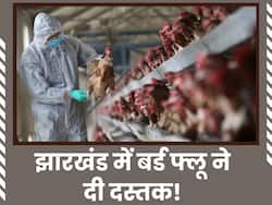 झारखंड के इस जिले में बर्ड फ्लू ने दी दस्तक, जांच की पुष्टि के बाद मार दिए गए  4,000 से अधिक पक्षी