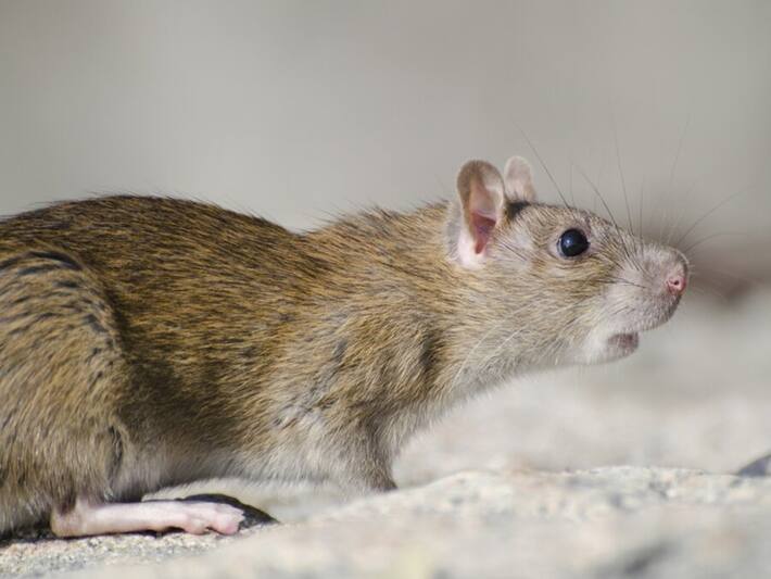 New York City Sees Rise In Leptospirosis Cases As It Battles Rat ...