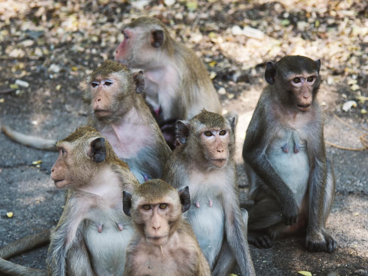 Hong Kong Man Fighting For Life After Monkey Attack: More About Deadly 