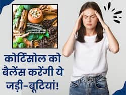 कोर्टिसोल (स्ट्रेस) हार्मोन को कम करने में असरदार हैं ये जड़ी-बूटियां, आयुर्वेद एक्सपर्ट से जानें इस्तेमाल का तरीका
