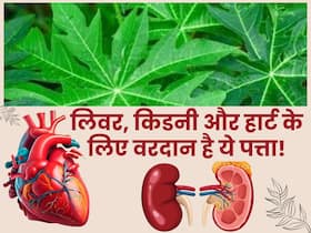 लिवर, किडनी और हार्ट की बीमारियों को दूर कर सकता है ये पत्ता, जानें इस्तेमाल करने का तरीका