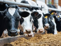 H5N1 Bird Flu Found in Raw Milk: Is Your Milk Safe?