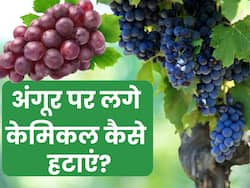 पेस्टिसाइड और केमिकल के डर से नहीं खा रहे हैं अंगूर तो जान लीजिए इसे साफ करने का सही तरीका