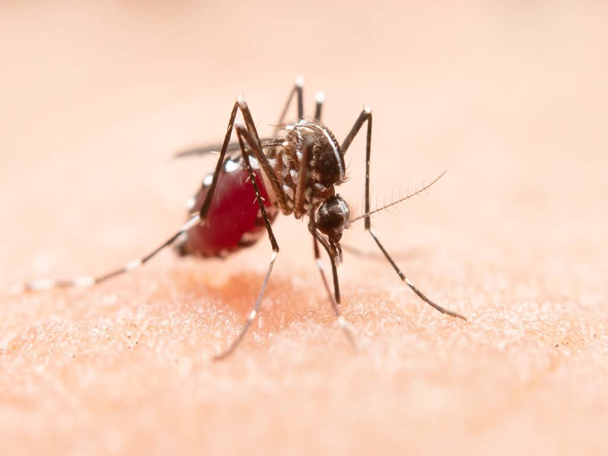 Vector Borne Diseases: How Does Malaria Impact The Human Body In The Long-Term?