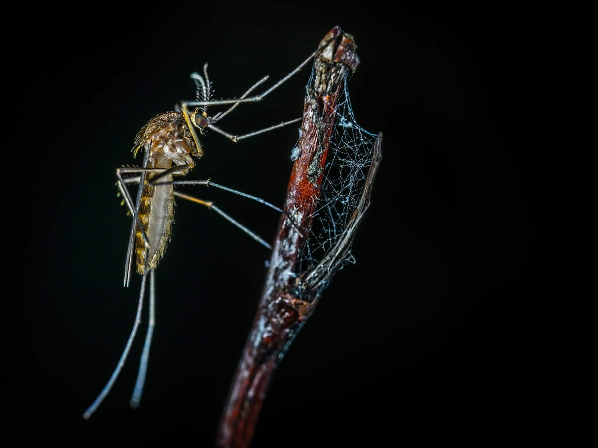 Dengue Cases May Spike Due To Intermittent Rainfall In Cities; Health Department Of Kerala Issues Preventive Measures