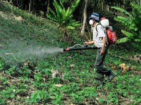 Rules For Food Safety: How To Remove Chemicals And Pesticides From Fruits?