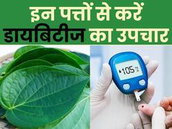 खाली पेट चबाकर खा लें ये 1 हरा पत्ता, दिनभर कंट्रोल रहेगा आपका शुगर लेवल, तनाव होगा दूर
