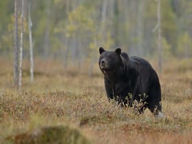 US Family Infected With Brain Worm After Consuming Bear Meat: CDC Report
