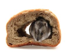 Over 1,00,000 Packets Of Sliced Bread Recalled In Japan After Rat Remains Are Found In Them