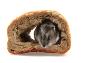 Over 1,00,000 Packets Of Sliced Bread Recalled In Japan After Rat Remains Are Found In Them