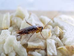 Cockroaches Found At A Canadian Hospital, But Health Authority Says They 'Do Not Bite'