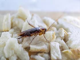 Cockroaches Found At A Canadian Hospital, But Health Authority Says They 'Do Not Bite' Cockroaches Found At A Canadian Hospital, But Health Authority Says They 'Do Not Bite'