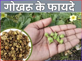 आयुर्वेद की शक्तिशाली जड़ी-बूटी है गोखरू, यूरिन इन्फेक्शन से लेकर किडनी स्टोन तक का है रामबाण इलाज