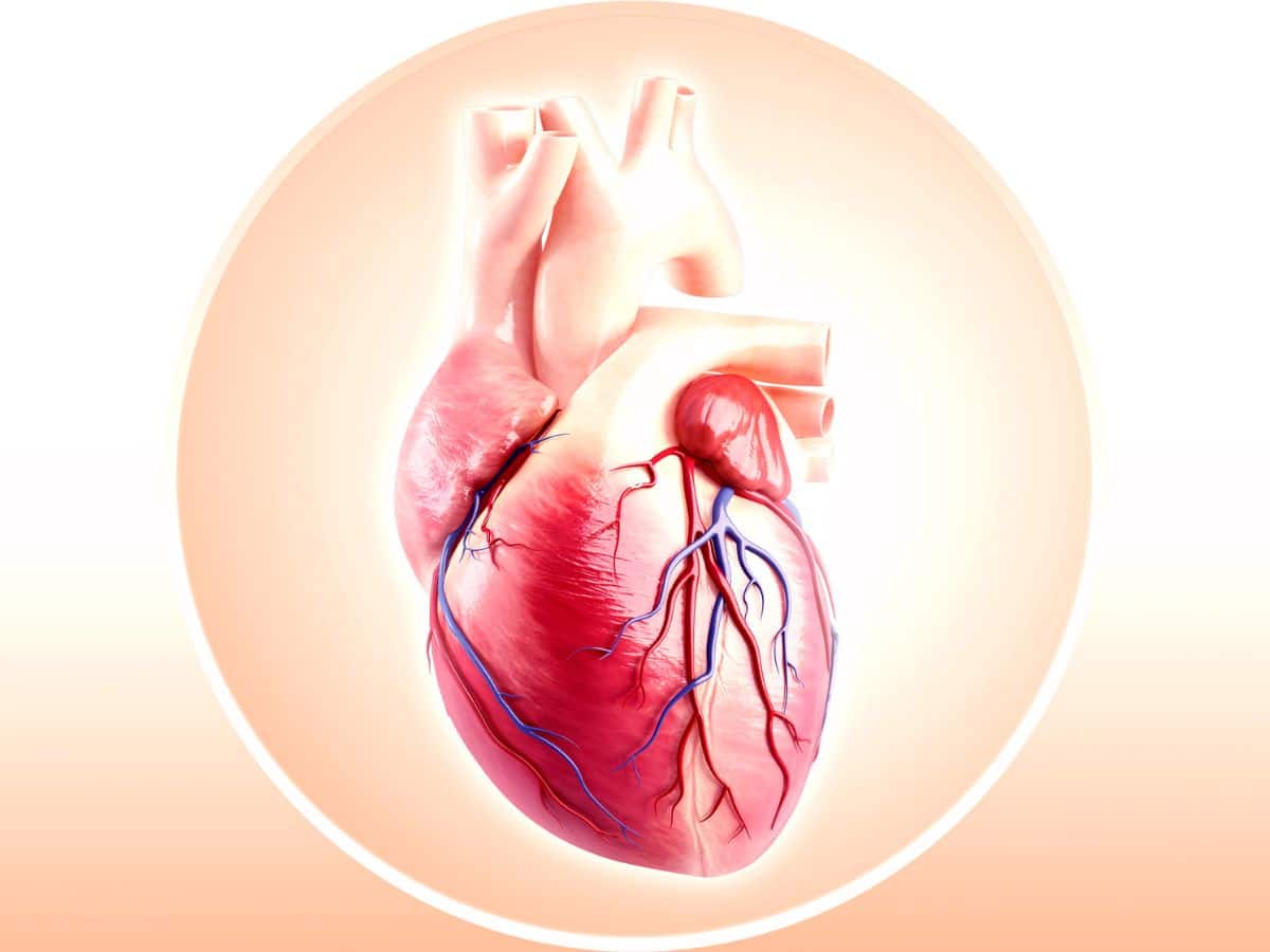 Heart Health Management: 10 Tips to Improve Your Cardiovascular Health During Heatwave - Vimarsana News