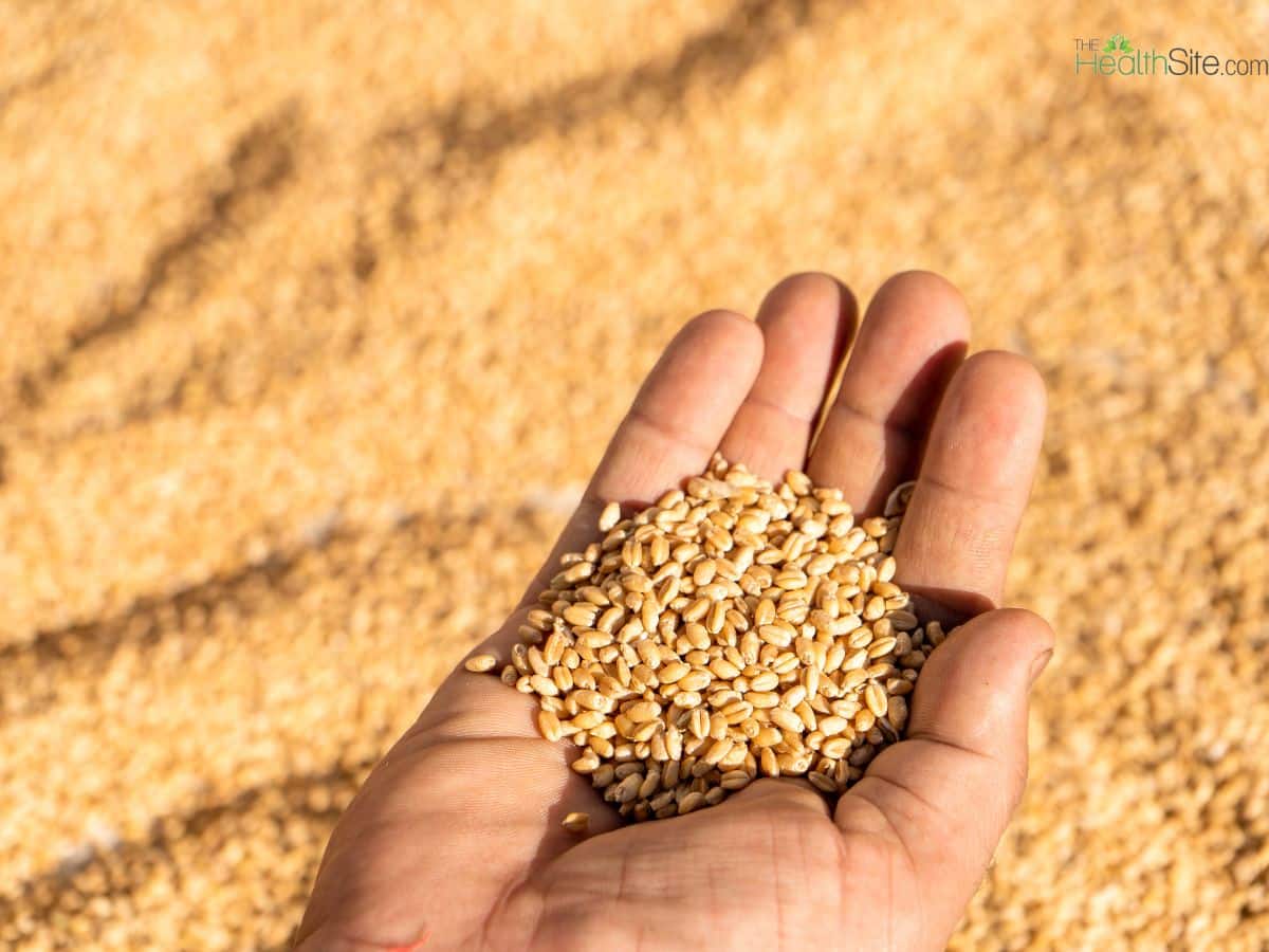 Khapli Wheat Vs Regular Wheat: 10 Health Benefits of This Ancient Grain In Ayurveda