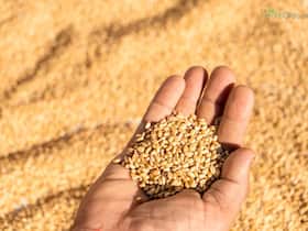 Discover Khapli Wheat: Ancient Grain with Modern Health Benefits