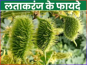 आयुर्वेद की शक्तिशाली जड़ी-बूटी है लताकरंज, जानें इसके फायदे और इस्तेमाल करने का तरीका आयुर्वेद की शक्तिशाली जड़ी-बूटी है लताकरंज, जानें इसके फायदे और इस्तेमाल करने का तरीका