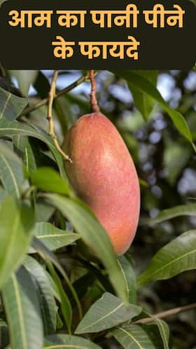 Raw Mango Water Benefits: कच्चे आम का पानी पीने के फायदे