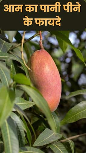 Raw Mango Water Benefits: कच्चे आम का पानी पीने के फायदे