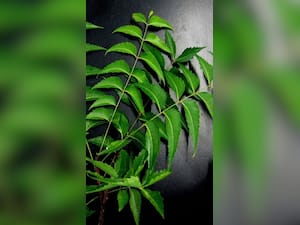 Neem Tea Empty Stomach: सुबह खाली पेट नीम की चाय पीने के 6 फायदे
