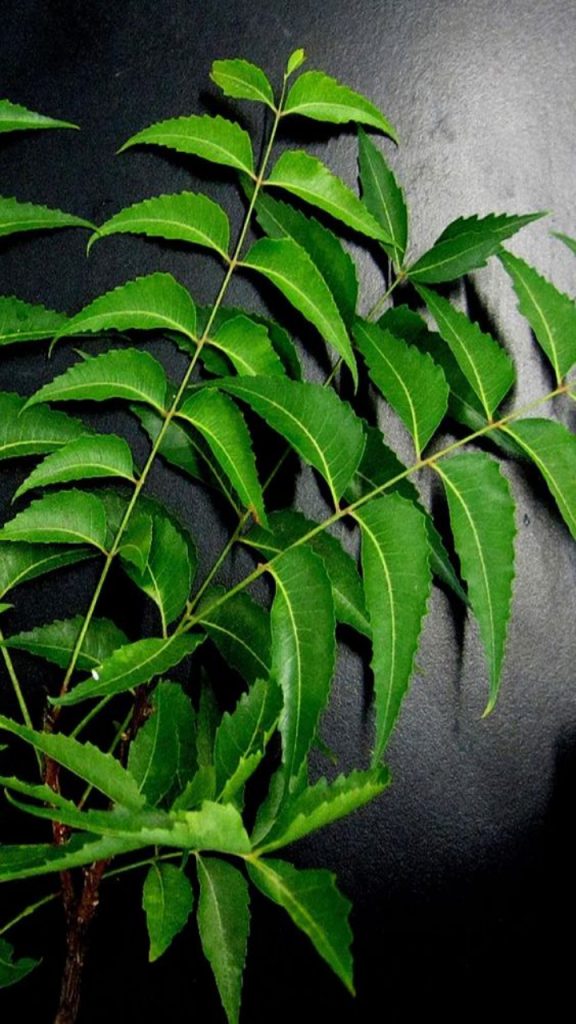 Neem Tea Empty Stomach: सुबह खाली पेट नीम की चाय पीने के 6 फायदे