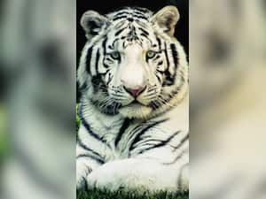 10 Indian Baby Names Inspired by the Royal Bengal Tiger